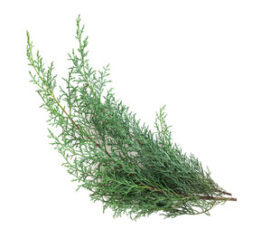 Cypress (France) essential oil (Cupressus sempervirens)