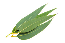 Load image into Gallery viewer, Eucalyptus, Blue Gum (Australia) essential oil (Eucalyptus globulus)
