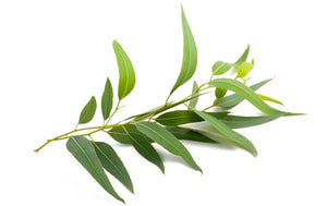 Eucalyptus, Blue Mallee (Australia) essential oil (Eucalyptus polybractea)