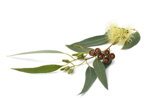 Eucalyptus, Gully Gum (Australia) essential oil (Eucalyptus smithii)