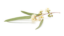 Load image into Gallery viewer, Eucalyptus, Lemon Ironbark (Australia) essential oil (Eucalyptus staigeriana)
