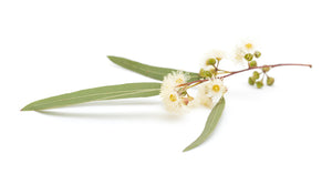 Eucalyptus, Lemon Ironbark (Australia) essential oil (Eucalyptus staigeriana)