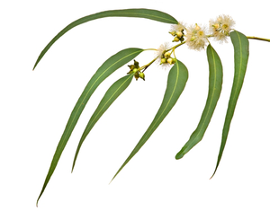 Eucalyptus, Lemon Scented Gum (Australia) essential oil (Corymbria citriodora)