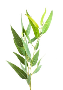 Eucalyptus, Radiata (Australia) essential oil (Eucalyptus radiata)