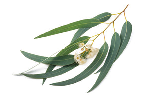 Eucalyptus, WA Mallee (Australia) essential oil (Eucalyptus kochii)