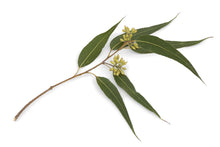 Load image into Gallery viewer, Eucalyptus, Peppermint Gum (Australia) essential oil (Eucalyptus dives)
