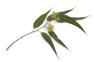 Eucalyptus, Peppermint Gum (Australia) essential oil (Eucalyptus dives)