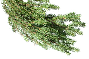 Fir Needle (Siberia) essential oil (Abies sibirica)