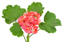Load image into Gallery viewer, Geranium (Egypt) essential oil (Pelargoneum graveolens)
