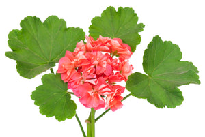 Geranium (Egypt) essential oil (Pelargoneum graveolens)