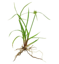 Load image into Gallery viewer, Gingergrass (India) essential oil (Cymbopogon martini var sofia)
