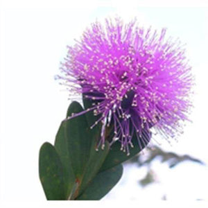 Honey Myrtle (Australia) essential oil (Melaleuca armillaris)