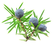 Load image into Gallery viewer, Juniper Berry (Macedonia) essential oil (Juniperus communis)
