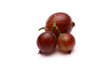 Load image into Gallery viewer, Laurel Berry (Turkey) essential oil (Laurus nobilis linne)
