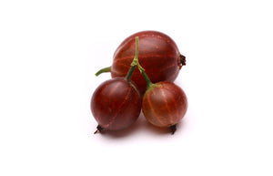 Laurel Berry (Turkey) essential oil (Laurus nobilis linne)