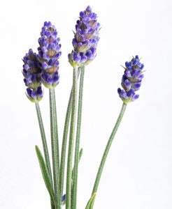 Lavandin (France) essential oil (Angustifolia x Latifolia)