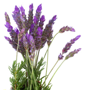Lavender, Natural (France) essential oil (Lavandula angustifolia)