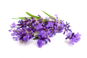 Lavender, Premium (France) essential oil (Lavandula angustifolia)