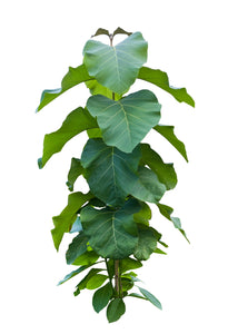 May Chang (China) essential oil (Litsea cubeba)