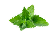 Load image into Gallery viewer, Melissa Leaf (France) essential oil (Melissa officinalis)
