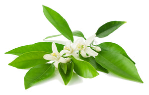 Neroli (Italy) essential oil (Citrus aurantium)