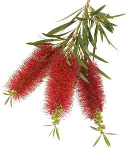 Niaouli (Australia) essential oil (Melaleuca viridiflora)