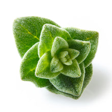 Load image into Gallery viewer, Oregano (Turkey) essential oil (Origanum vulgare)
