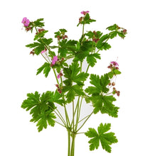Load image into Gallery viewer, Palmarosa (India) essential oil (Cymbopogon martini)
