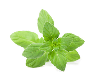 Pennyroyal (America) essential oil (Mentha pulegium)