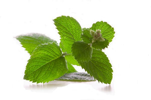 Peppermint (Australia) essential oil (Mentha piperita)