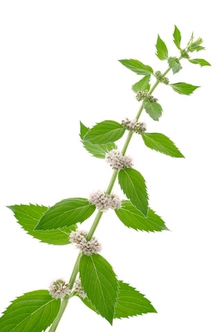 Peppermint Arvensis Essential Oil (Cornmint) | Tanah Essential Oil ...
