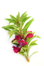 Load image into Gallery viewer, Peru Balsam (El Salvador) essential oil (Myroxylon pereirae)
