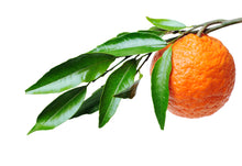 Load image into Gallery viewer, Petitgrain (Paraguay) essential oil (Petitgrain bigarde)
