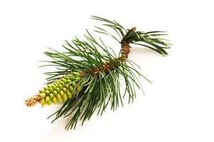 Pine Scotch (Hungary) essential oil (Pinus sylvestris)