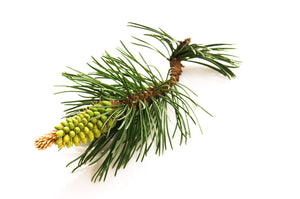 Pine Scotch (Pinus sylvestris) essential oil (Pinus sylvestris)