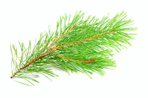 Pine (America) essential oil (Pinus pinaster)