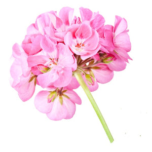 Rose Geranium (France) essential oil (Pelargoneum roseum)