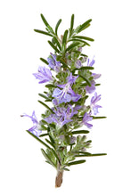 Load image into Gallery viewer, Rosemary (Spain) essential oil (Rosmarinus officinalis)

