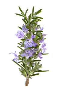 Rosemary (Spain) essential oil (Rosmarinus officinalis)