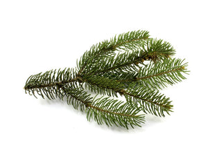 Spruce Black (Canada) essential oil (Picea mariana)