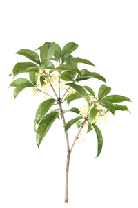 Tea Tree, Lemon Scented Gum (Australia) essential oil (Leptospermum petersonii)