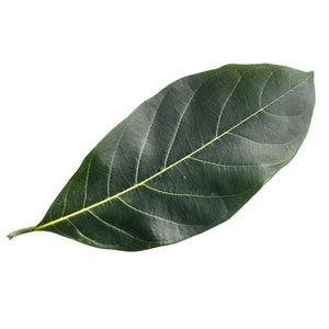 Tea Tree (Australia) essential oil (Melaleuca alternifolia)