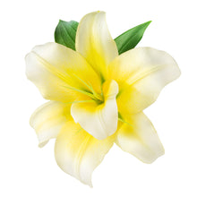 Load image into Gallery viewer, Vanilla, Oleoresin (India) essential oil (Vanilla planifolia)
