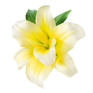 Vanilla, Oleoresin (India) essential oil (Vanilla planifolia)