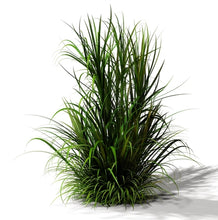 Load image into Gallery viewer, Vetiver (Indonesia) essential oil (Vetiveria zizanioides)
