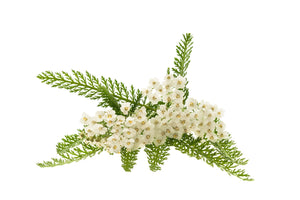 Yarrow (Hungary) essential oil (Achillea millefolium)