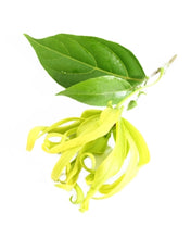 Load image into Gallery viewer, Ylang Ylang (Madagascar) essential oil (Cananga odorata)

