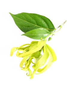 Ylang Ylang (Madagascar) essential oil (Cananga odorata)
